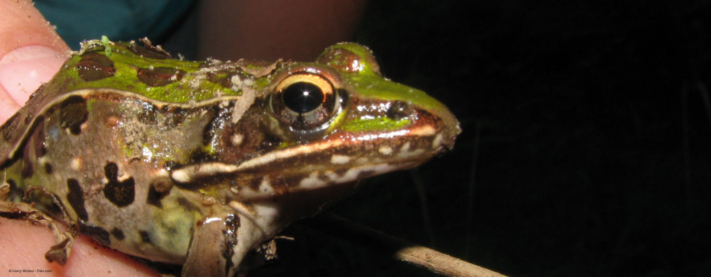 Famous Dream Frog Heart Experement
